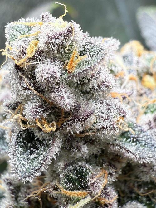 Fire in 40x40. Week 14