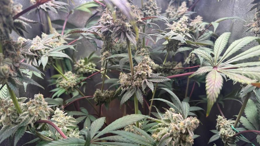 Fire in 40x40. Week 14