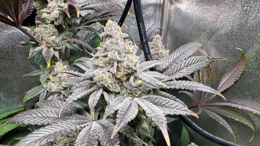 Fire in 40x40. Week 14