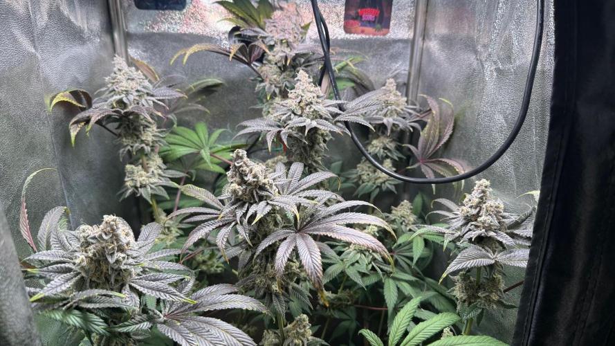 Fire in 40x40. Week 14