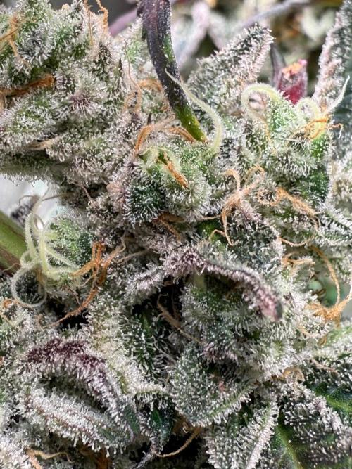 Fire in 40x40. Week 14