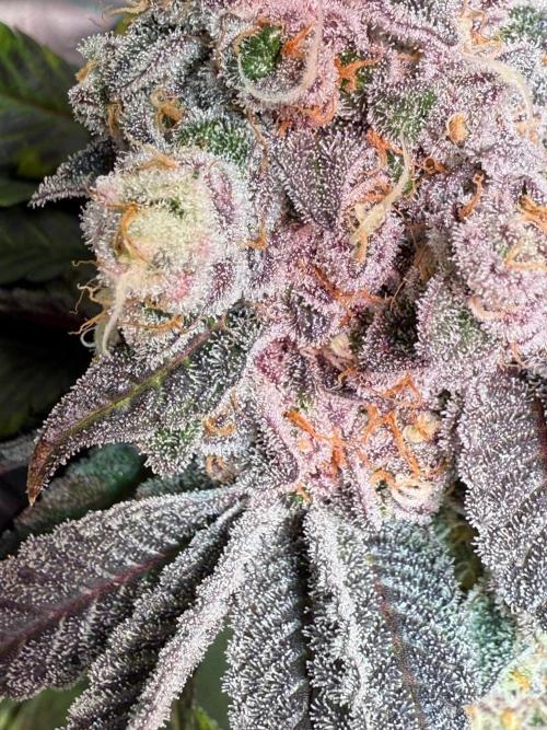 Fire in 40x40. Week 14