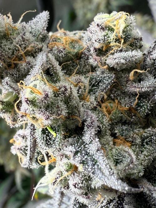 Fire in 40x40. Week 14