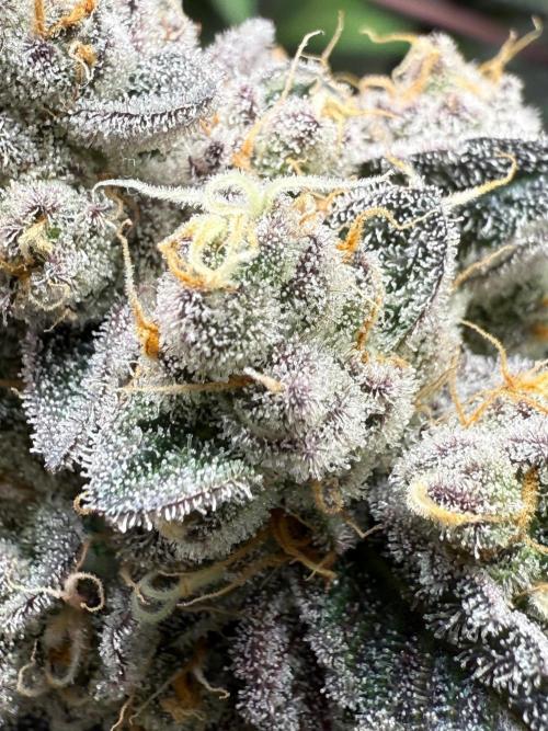 Fire in 40x40. Week 14