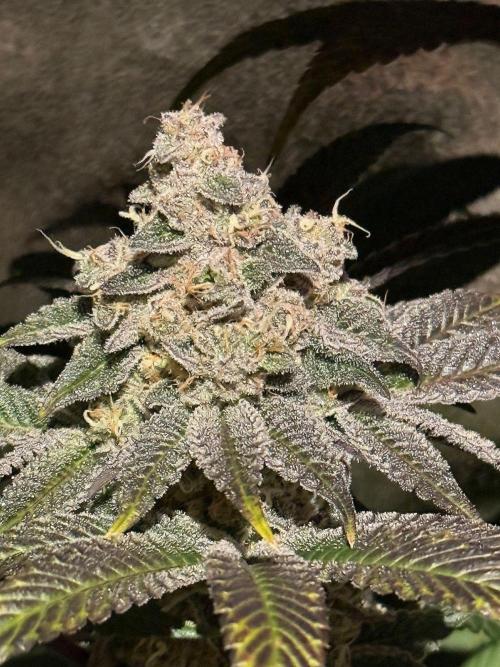 Fire in 40x40. Week 14