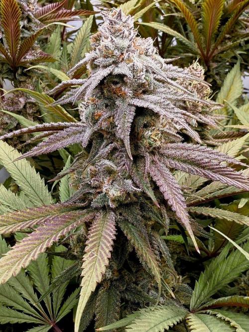 All about Terps. Week 14