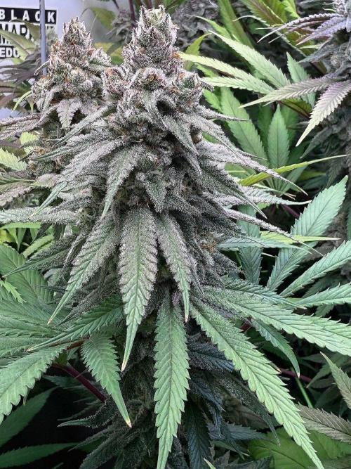 All about Terps. Week 14