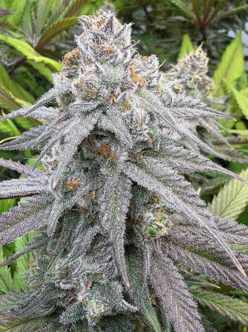 All about Terps. Week 14