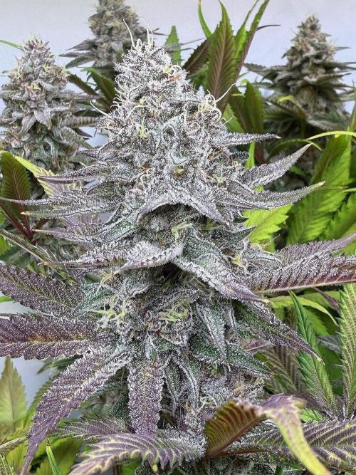 All about Terps. Week 14 - Red Hot Violet