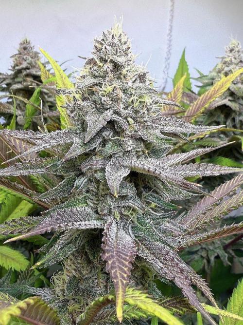 All about Terps. Week 14 - Red Hot Violet