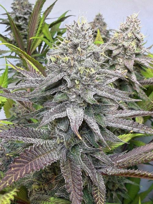 All about Terps. Week 14