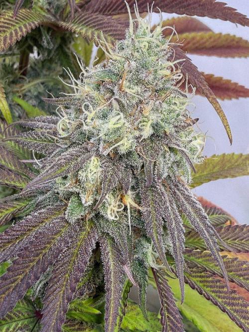 All about Terps. Week 14 - Strawberry Lobster