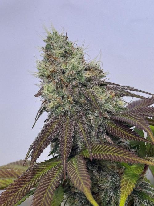 All about Terps. Week 14 - Strawberry Lobster