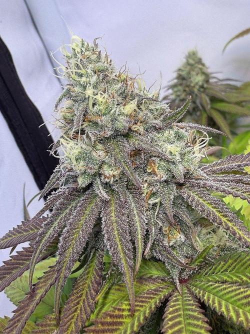 All about Terps. Week 14 - Strawberry Lobster