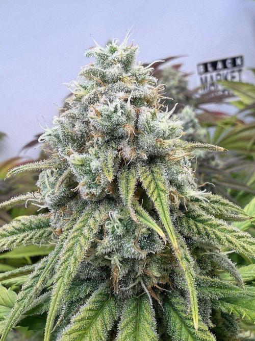 All about Terps. Week 14 - Strawberry Guava