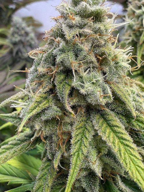 All about Terps. Week 14