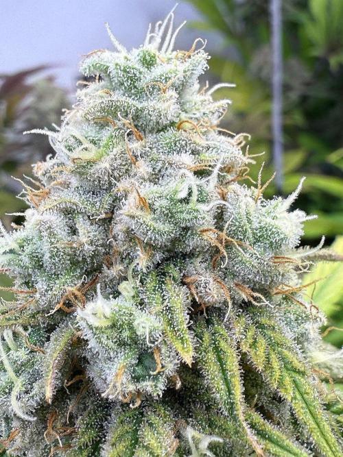 All about Terps. Week 14 - Strawberry Guava
