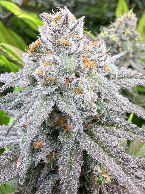 All about Terps. Week 14 - Chemferno