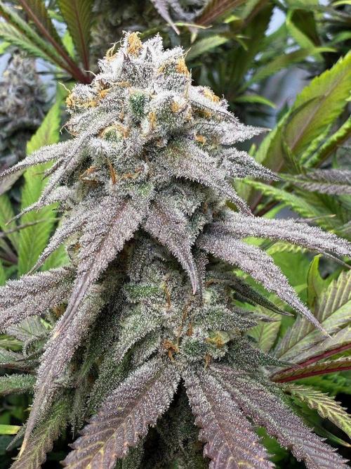 All about Terps. Week 14 - Red Hot Violet