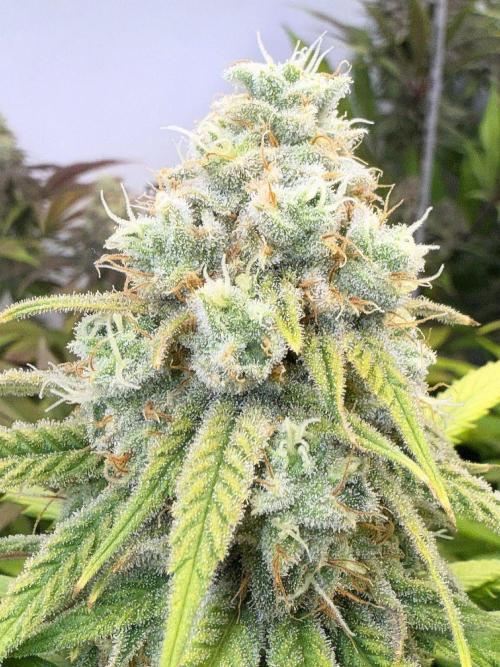 All about Terps. Week 14