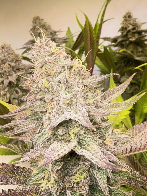 All about Terps. Week 14