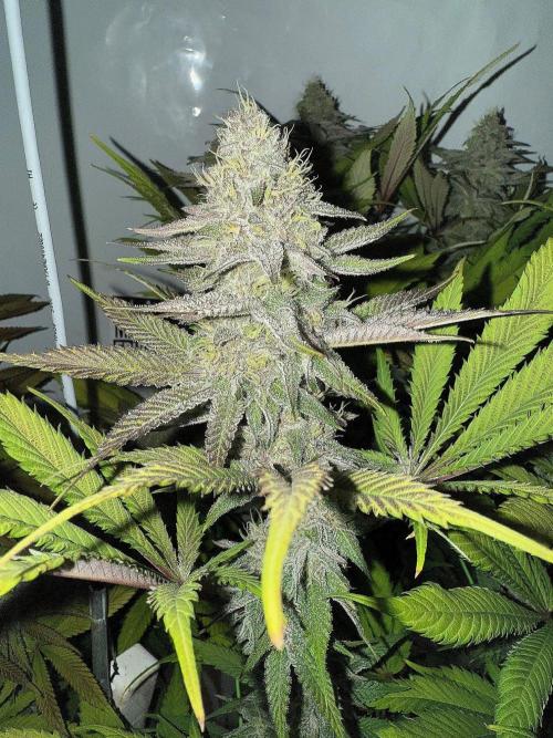 All about Terps. Week 14