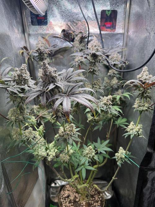 Fire in 40x40. Week 15