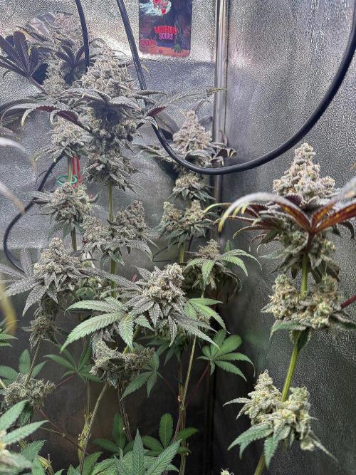 Fire in 40x40. Week 15