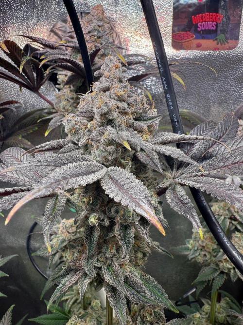 Fire in 40x40. Week 15