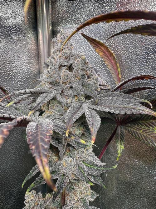 Fire in 40x40. Week 15