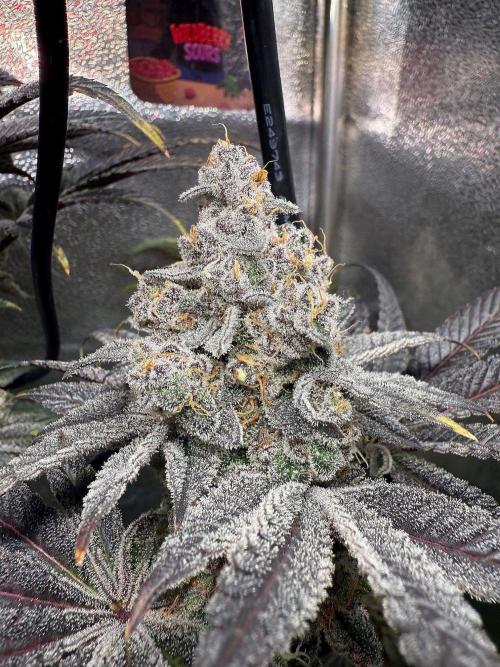 Fire in 40x40. Week 15