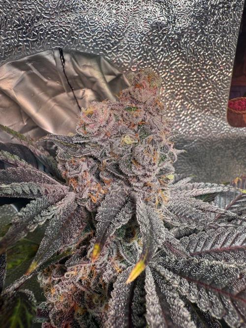 Fire in 40x40. Week 15