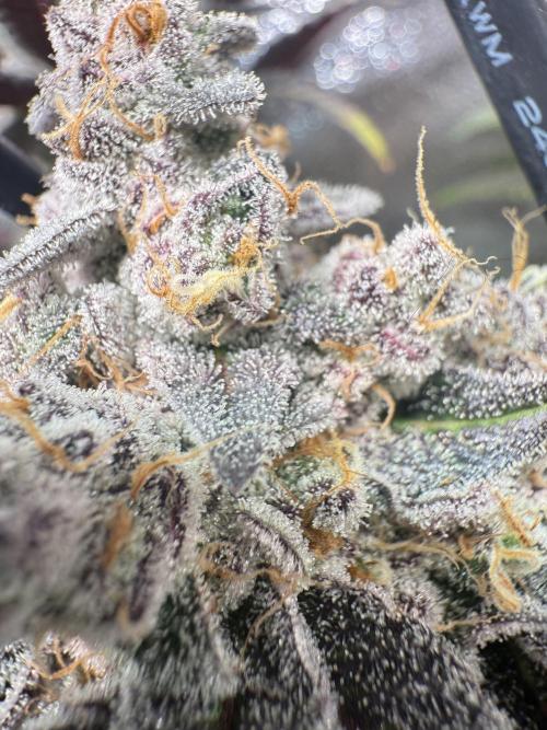 Fire in 40x40. Week 15