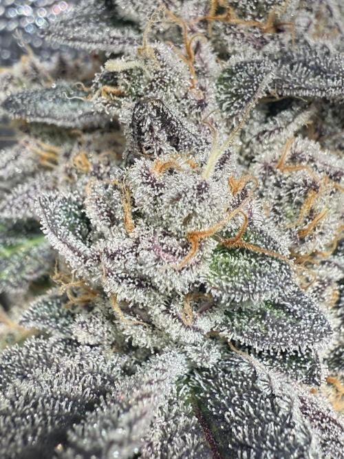 Fire in 40x40. Week 15