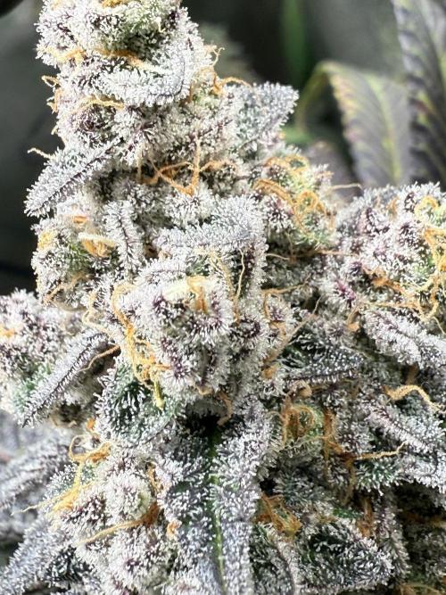 Fire in 40x40. Week 15