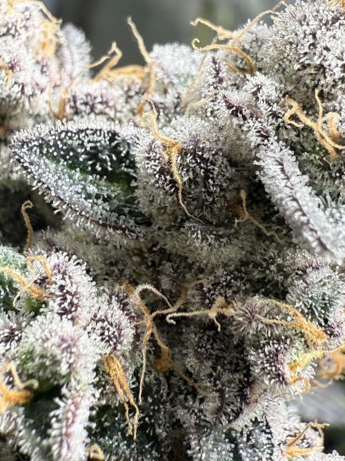 Fire in 40x40. Week 15