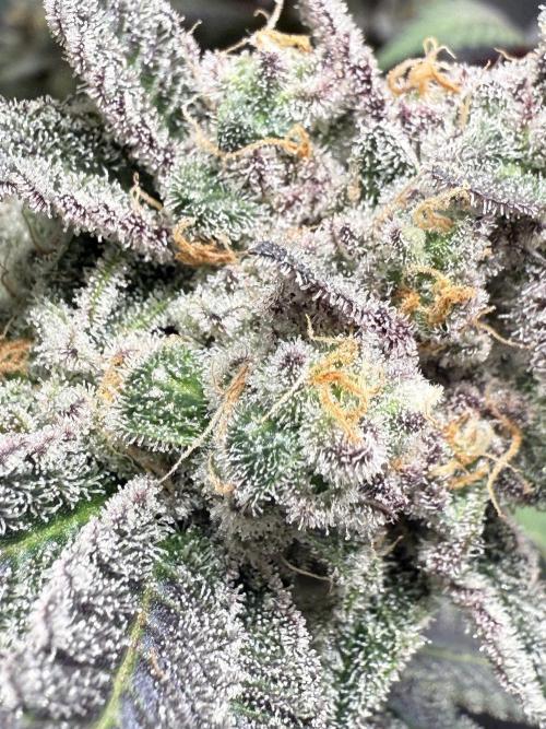 Fire in 40x40. Week 15