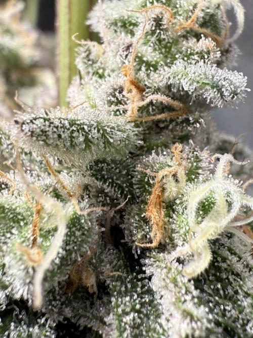 Fire in 40x40. Week 15