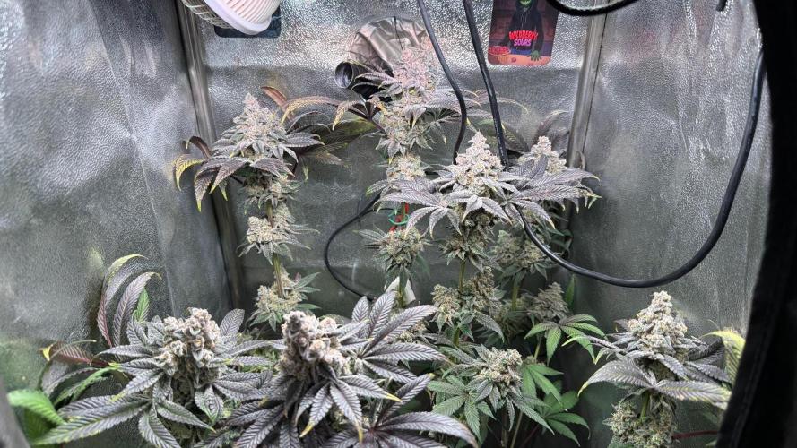 Fire in 40x40. Week 15