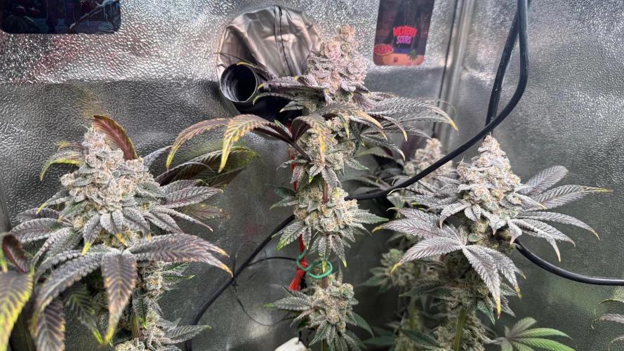 Fire in 40x40. Week 15