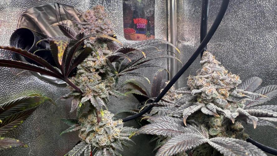 Fire in 40x40. Week 15