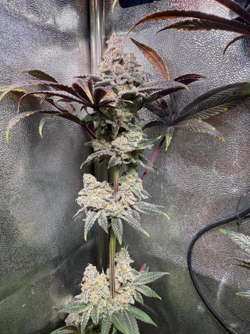 Fire in 40x40. Week 15