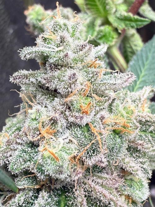 Fire in 40x40. Week 15