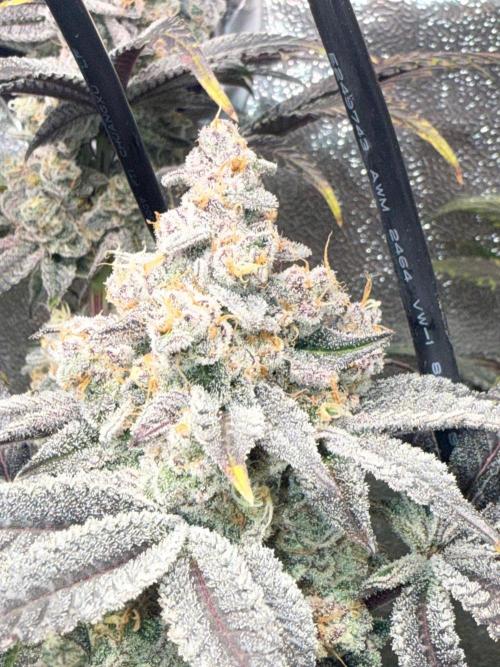 Fire in 40x40. Week 15