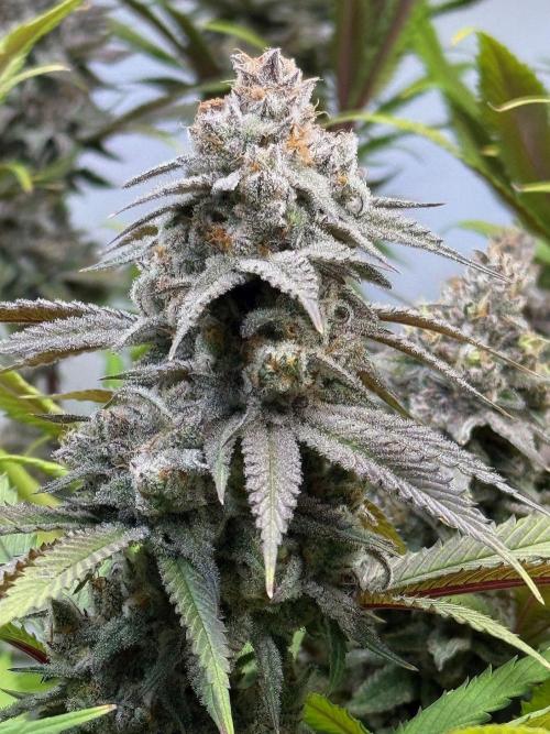 All about Terps. Week 15 - chemferno