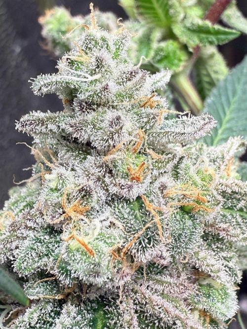 All about Terps. Week 15