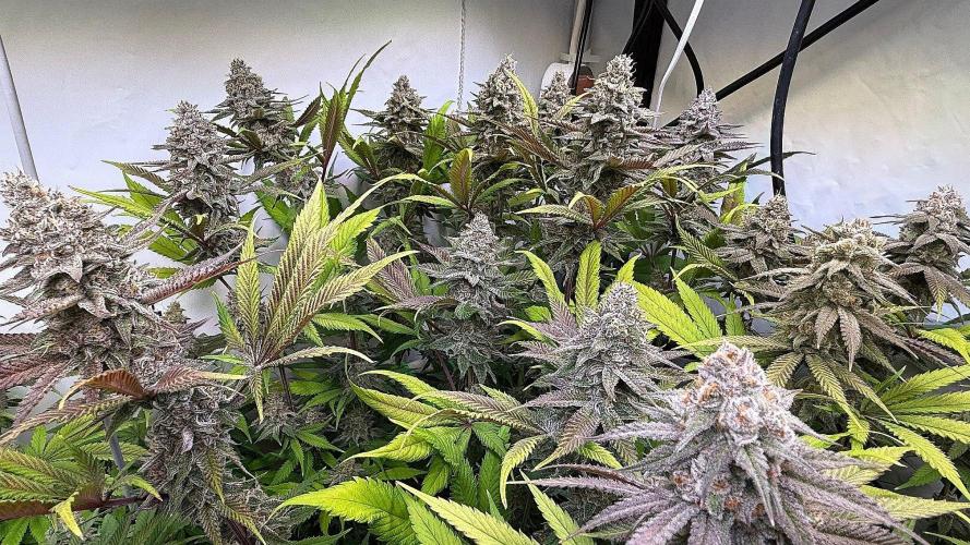 All about Terps. Week 15