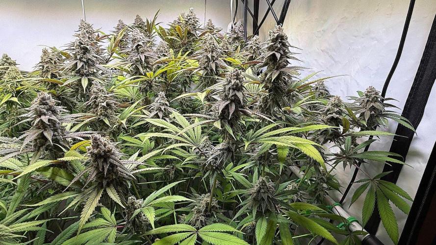 All about Terps. Week 15