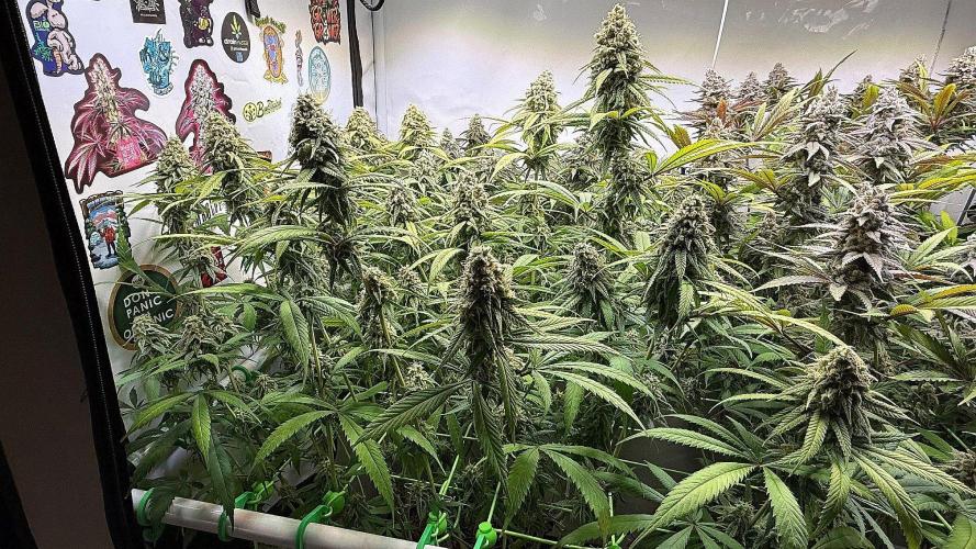 All about Terps. Week 15