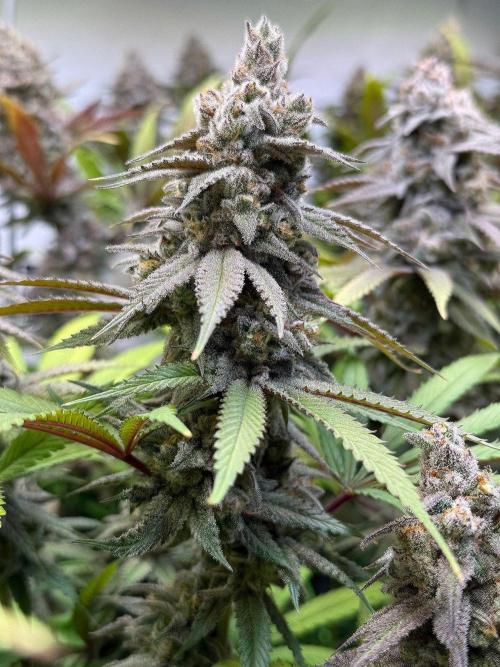 All about Terps. Week 15 - chemferno